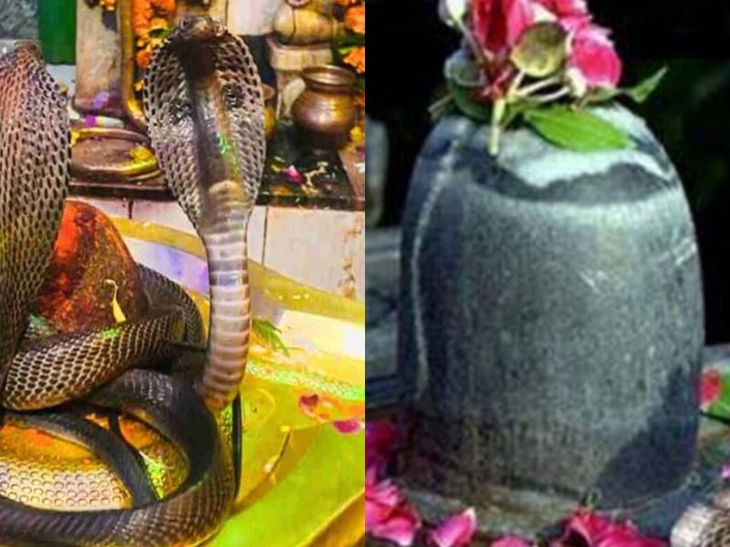 Seeing-Snake-In-Sawan-Is-Lucky-Or-Unlucky