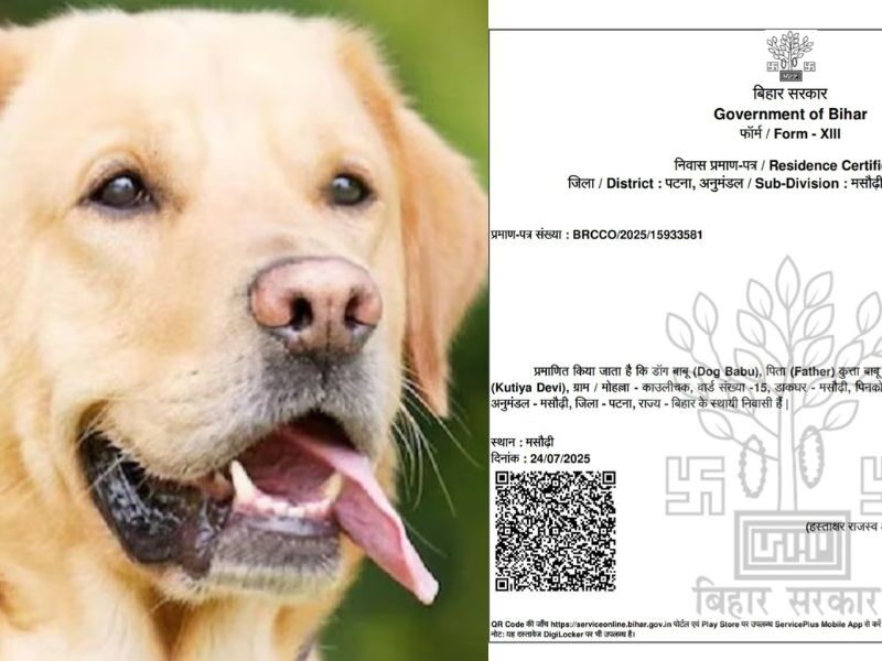 Dog-Residential-Certificate-Made-In-Patna