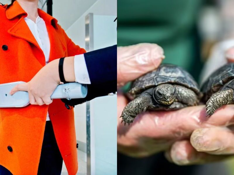 Lady-Hide-Turtles-In-Bra-True-Came-At-Airport