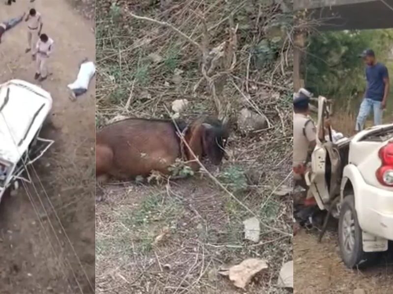 Four Members Of The Family Died But The Goat That Was To Be Sacrificed Survived In Jabalpur