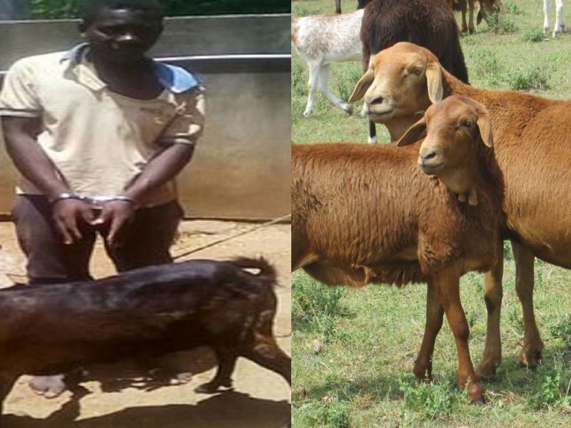 African-Man-Caught-Rape-With-Goat