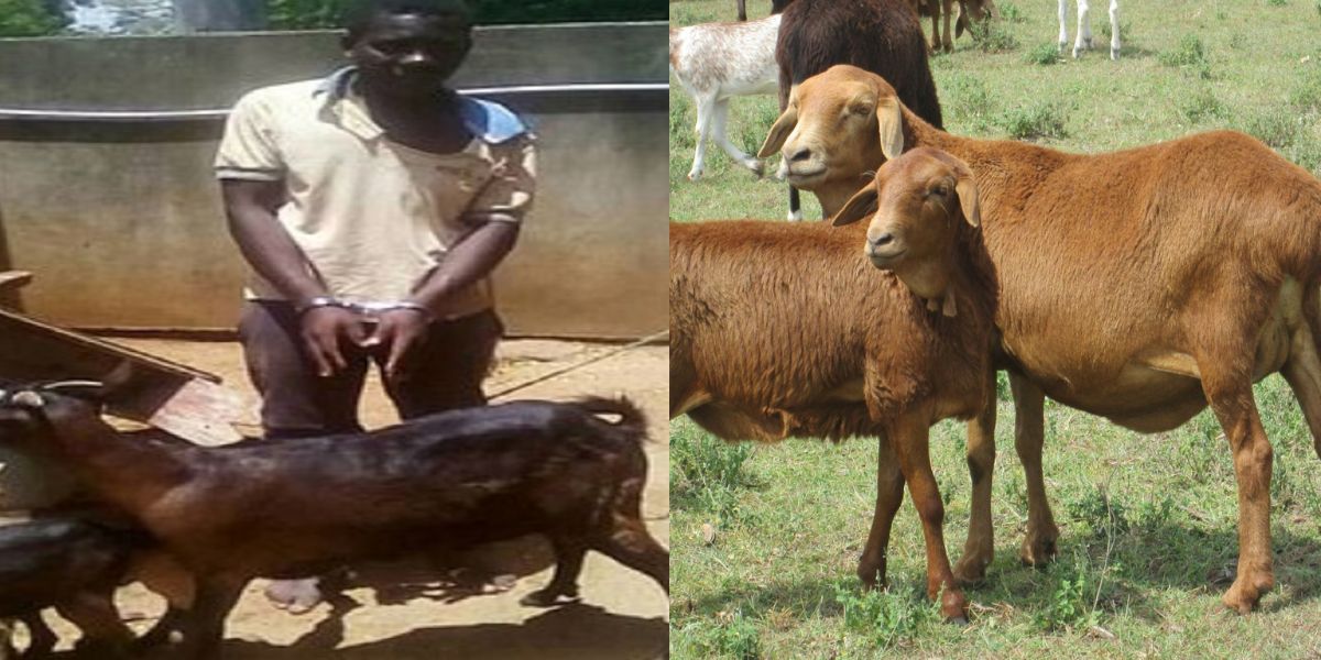 African-Man-Caught-Rape-With-Goat