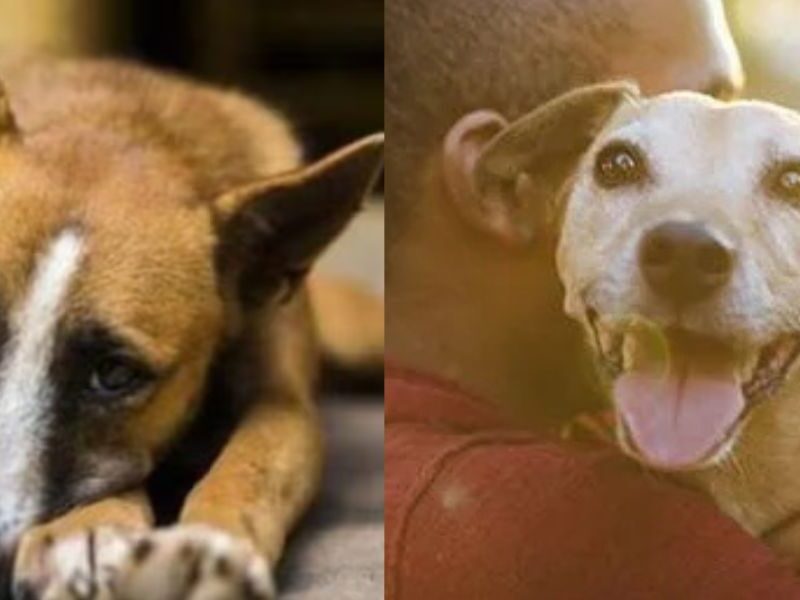 67-Year-Old-Man-Had-Sex-With-Dog-In-Wardha