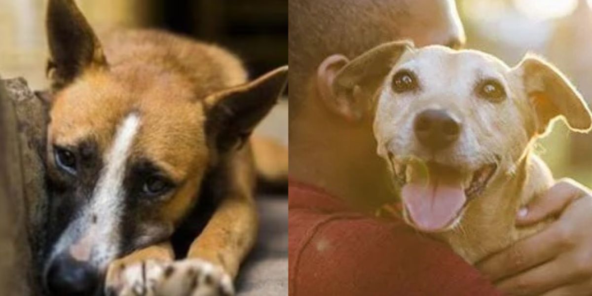 67-Year-Old-Man-Had-Sex-With-Dog-In-Wardha