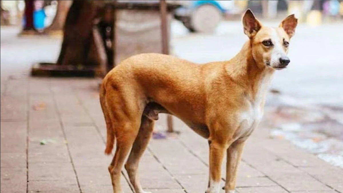 Sex With Dog