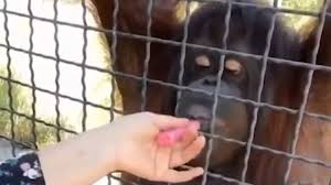 Viral Video