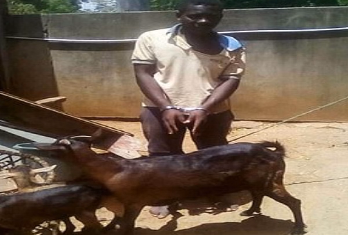 Rape With Goat