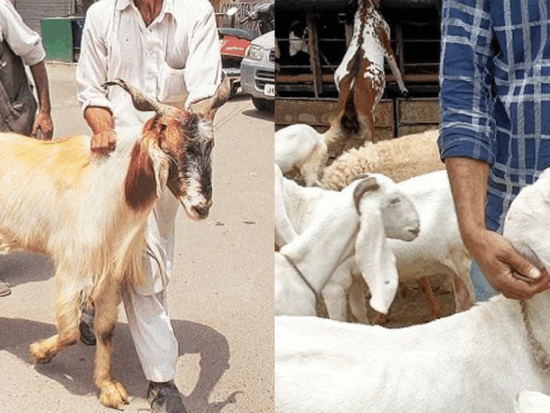 The-Goats-Neck-Was-Bent-But-The-One-Who-Was-Holding-It-Got-Killed-A-Horrific-Mistake-Happened-In-The-Name-Of-Sacrifice-In-The-Temple