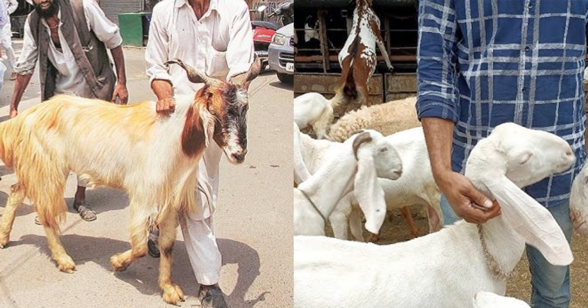 The-Goats-Neck-Was-Bent-But-The-One-Who-Was-Holding-It-Got-Killed-A-Horrific-Mistake-Happened-In-The-Name-Of-Sacrifice-In-The-Temple