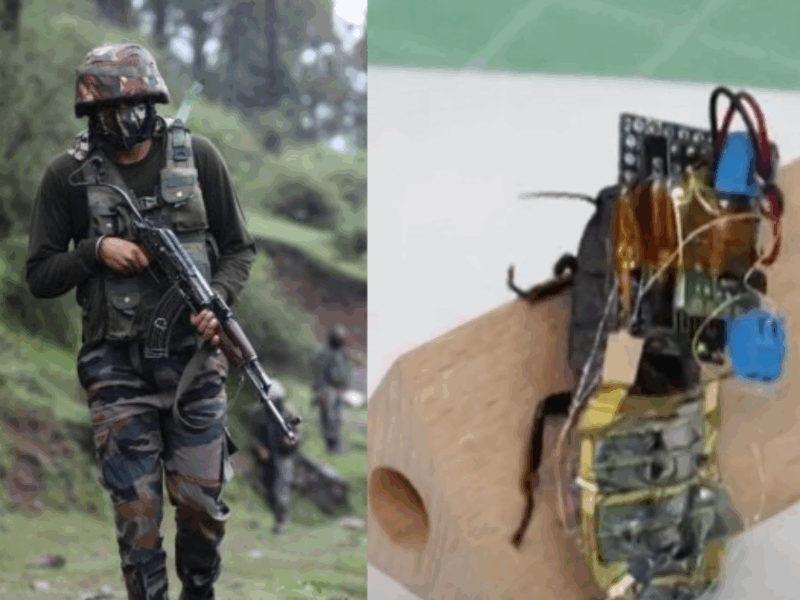 Cockroaches Became The New Weapon Of War