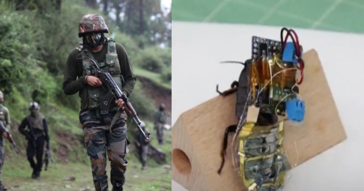 Cockroaches Became The New Weapon Of War