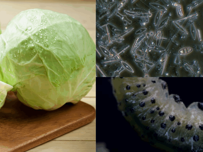 Be Careful If You Eat Cabbage! This Deadly Worm Can Reach Your Brain