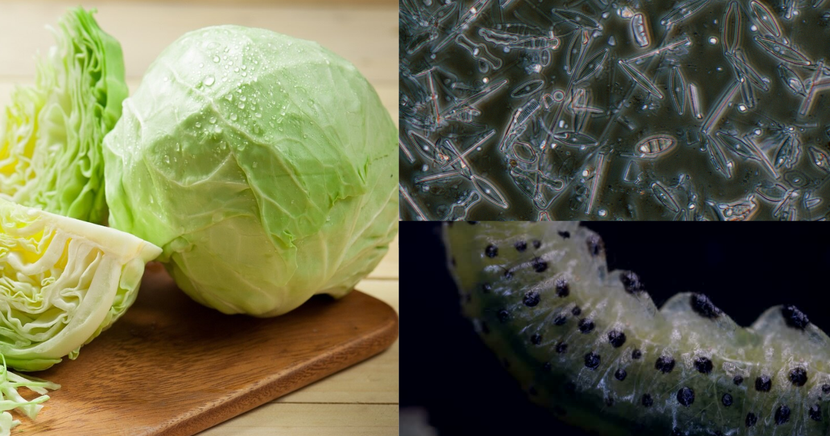 Be Careful If You Eat Cabbage! This Deadly Worm Can Reach Your Brain