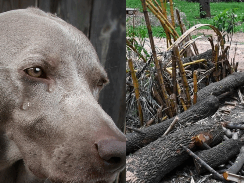 This-Person-Did-Not-Spare-Even-The-Mute-Animals-Inserted-A-Tree-Branch-In-The-Dogs-Private-Part