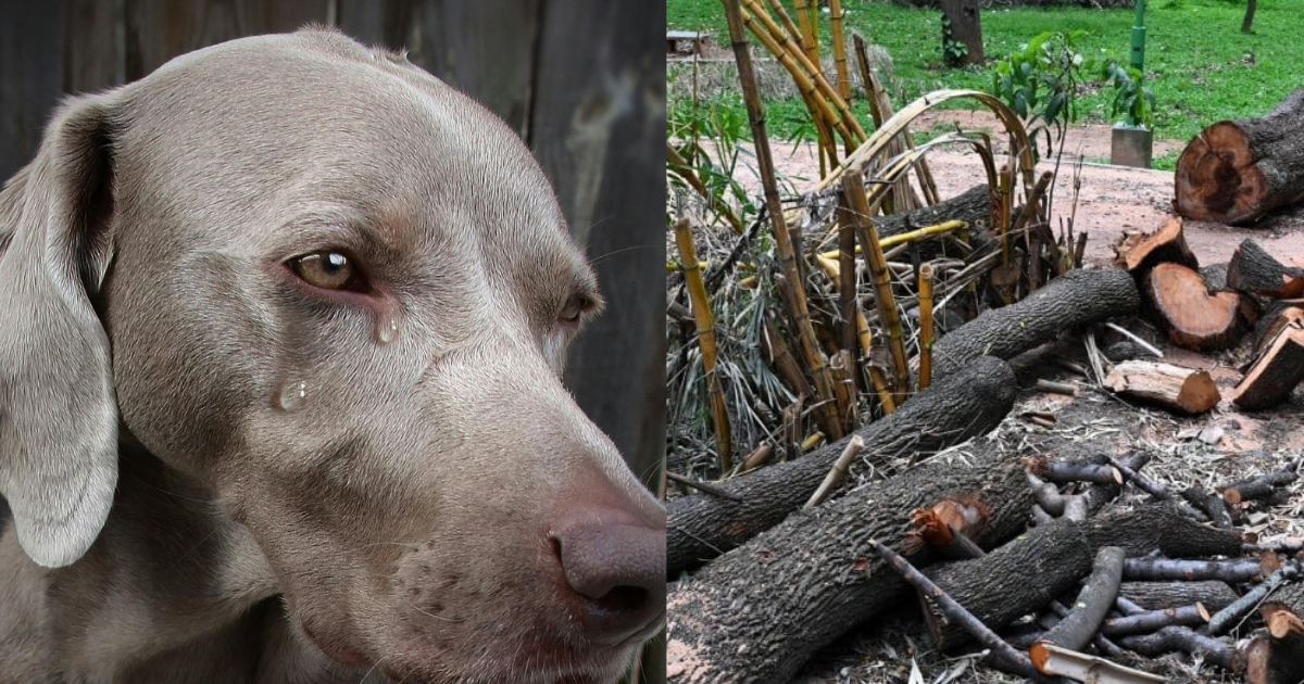 This-Person-Did-Not-Spare-Even-The-Mute-Animals-Inserted-A-Tree-Branch-In-The-Dogs-Private-Part