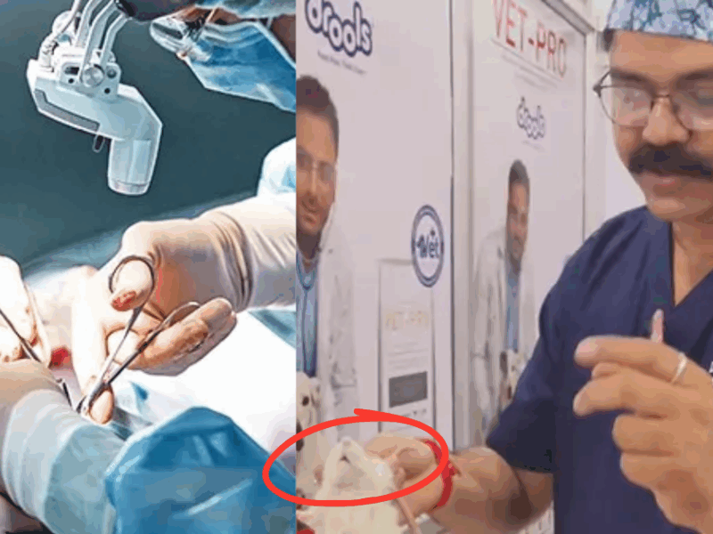Doctor-Risked-Their-Lives-To-Save-A-Rats-Life-And-Removed-A-240-Gram-Life-Taking-Tumor-From-Its-Stomach