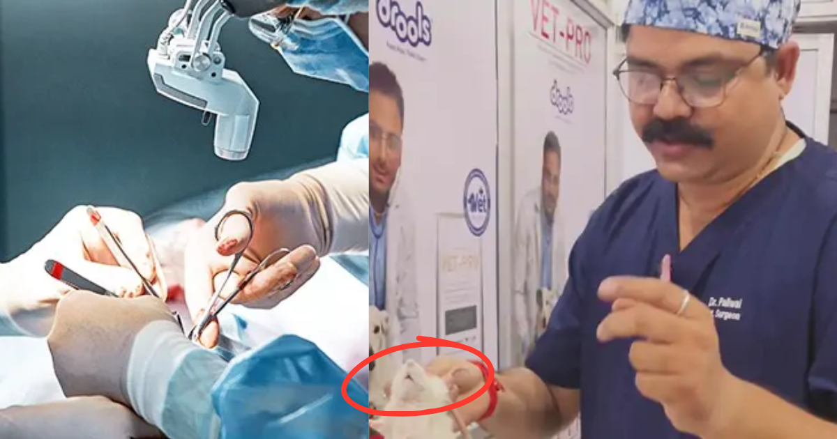 Doctor-Risked-Their-Lives-To-Save-A-Rats-Life-And-Removed-A-240-Gram-Life-Taking-Tumor-From-Its-Stomach