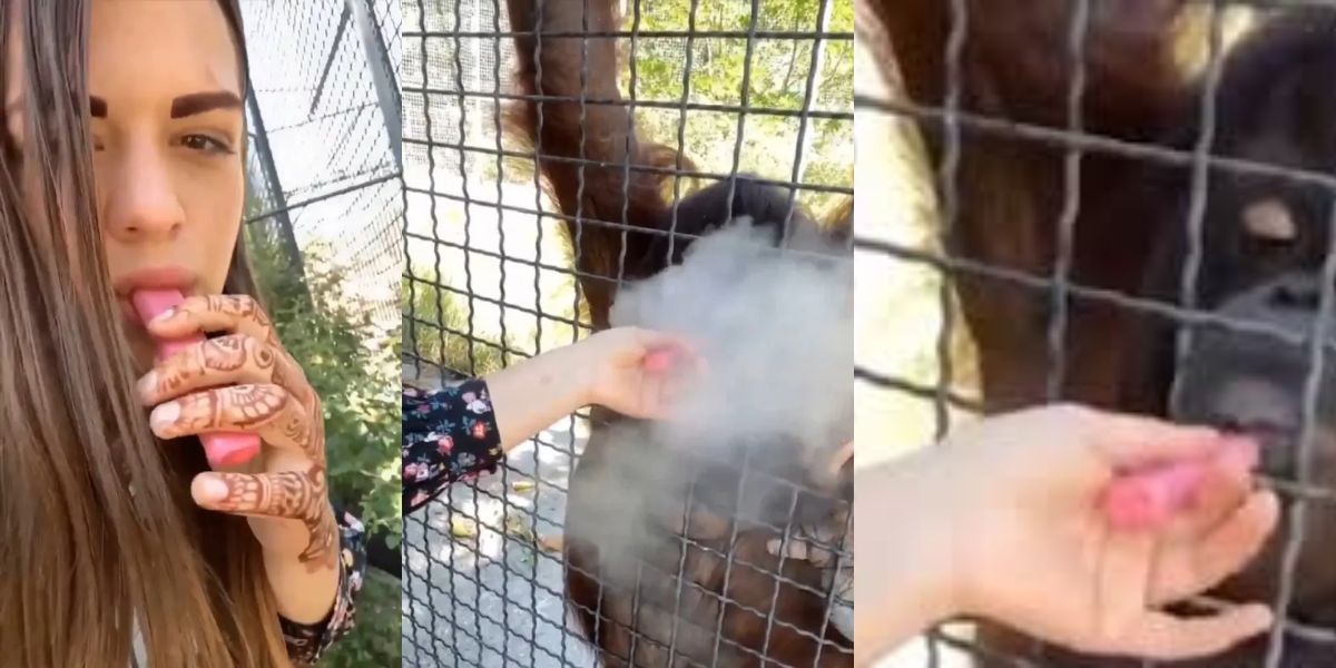 Viral-Video-Russian Boxer Gave A Vape To An Orangutan