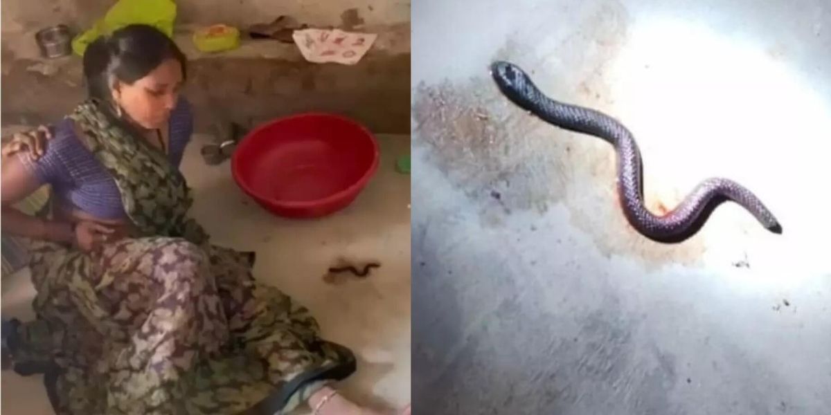 Strange-Case-In-Mp-Chhatarpur-Woman-Gave-Birth-To-Three-Snake-Babies-Anyone-Who-Sees-Them-Is-Sure-To-Die
