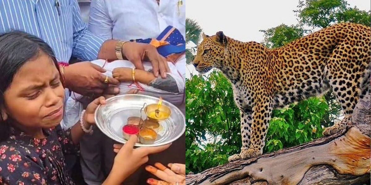 A-Leopard-Took-Away-A-3-Year-Old-Innocent-Child-The-Sister-Tied-The-Last-Rakhi-To-The-Dead-Body-The-Whole-Village-Cried-A-Lot-After-Seeing-The-Scene