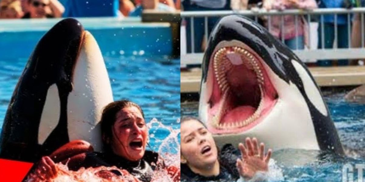 Did-A-Killer-Whale-Really-Kill-Trainer-Jessica-Radcliffe-The-Truth-Of-The-Viral-Video-Came-Out