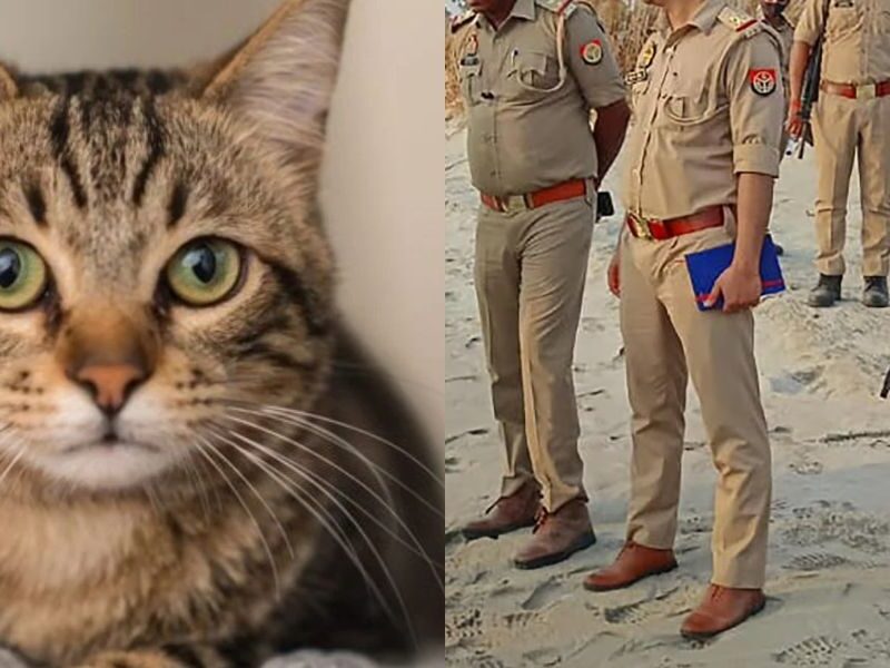 4 Guards Were Deployed On Duty To-Cat-Protection