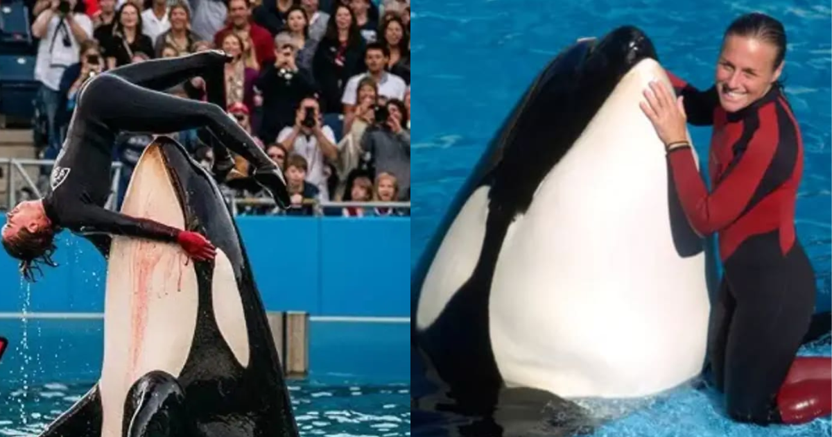 Who-Is-Jessica-Orca-What-Is-The-Truth-Behind-The-Viral-Video-And-How-Did-The-Killer-Whale-Take-Her-Life