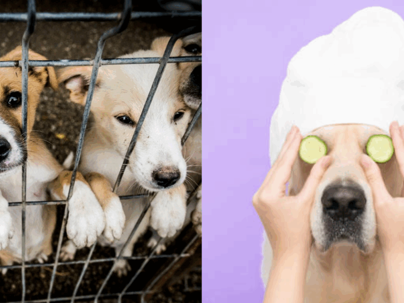 The-Worlds-Largest-Dog-Shelter-Where-3000-Dogs-Live-Provides-Facilities-Ranging-From-Food-To-Spa