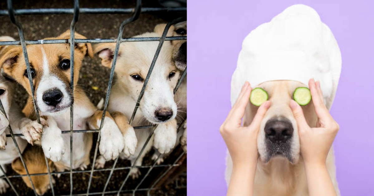 The-Worlds-Largest-Dog-Shelter-Where-3000-Dogs-Live-Provides-Facilities-Ranging-From-Food-To-Spa