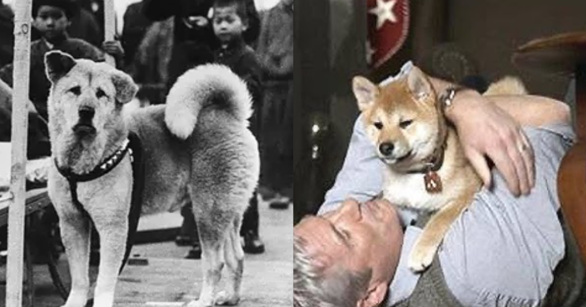 This-Dog-Sat-At-The-Station-For-9-Years-Became-An-Example-Of-Loyalty-You-Will-Shiver-After-Knowing-The-Reason