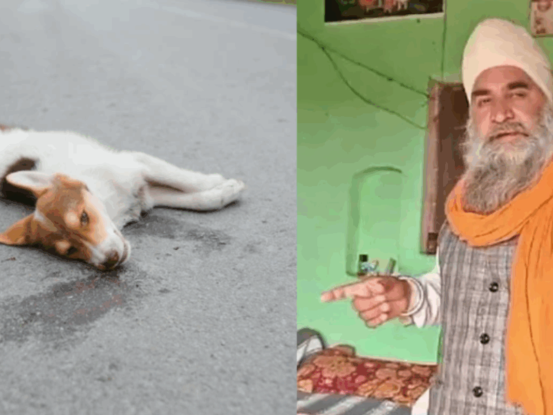 This Dog Sacrificed His Life To Save His Owner