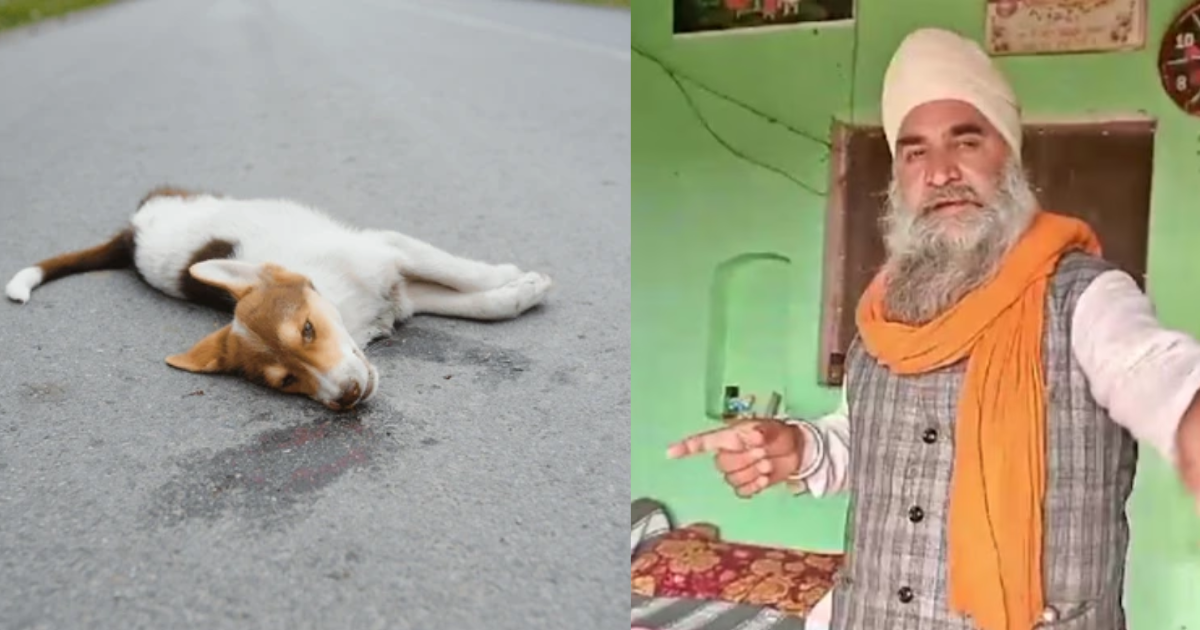 This Dog Sacrificed His Life To Save His Owner