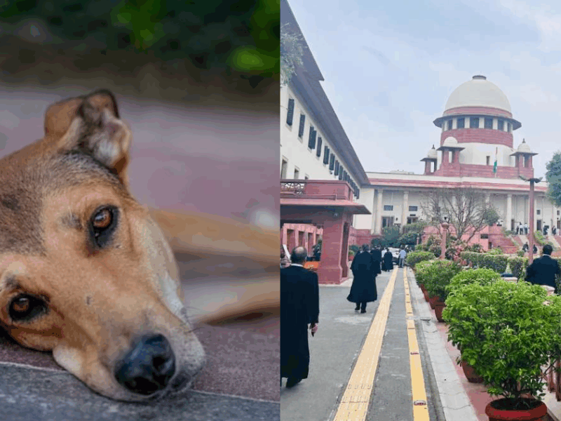 Supreme Court Changed Its Decision On Stray Dogs!