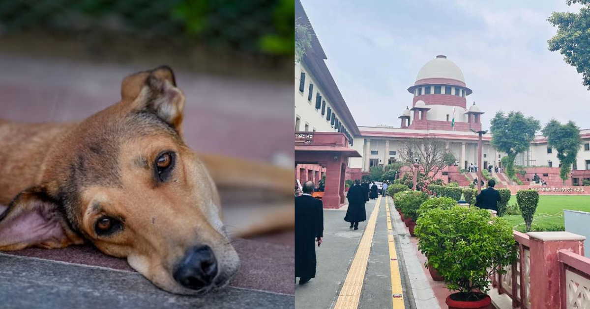 Supreme Court Changed Its Decision On Stray Dogs!