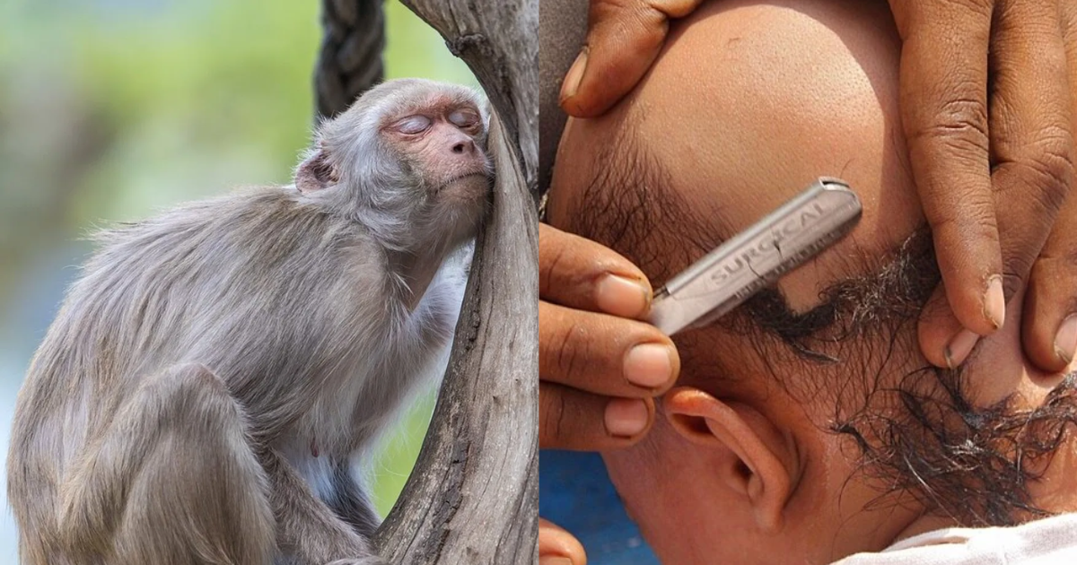 You Must Have Seen This For The First Time! The Entire Village Got Their Heads Shaved After The Death Of A Monkey