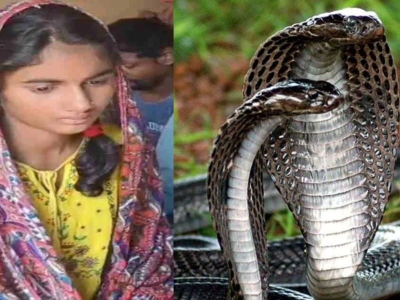 Uttarpradesh Is-The-Story-Of-The-Snake-And-The-Serpent-True-The-Girl-Was-Bitten-10-Times-In-42-Days-But-She-Still-Survived