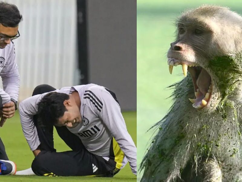 Team-Indias-Player-Injured-By-Monkey-Attack