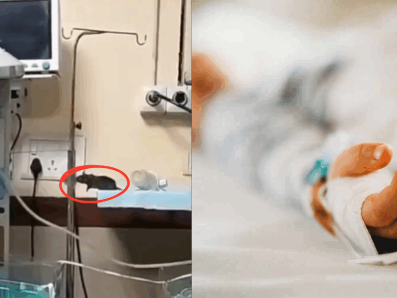 Rats-Bit-The-Hands-Of-Innocent-Newborns-The-Whole-Hospital-Was-Shaken-After-Seeing-The-Scene