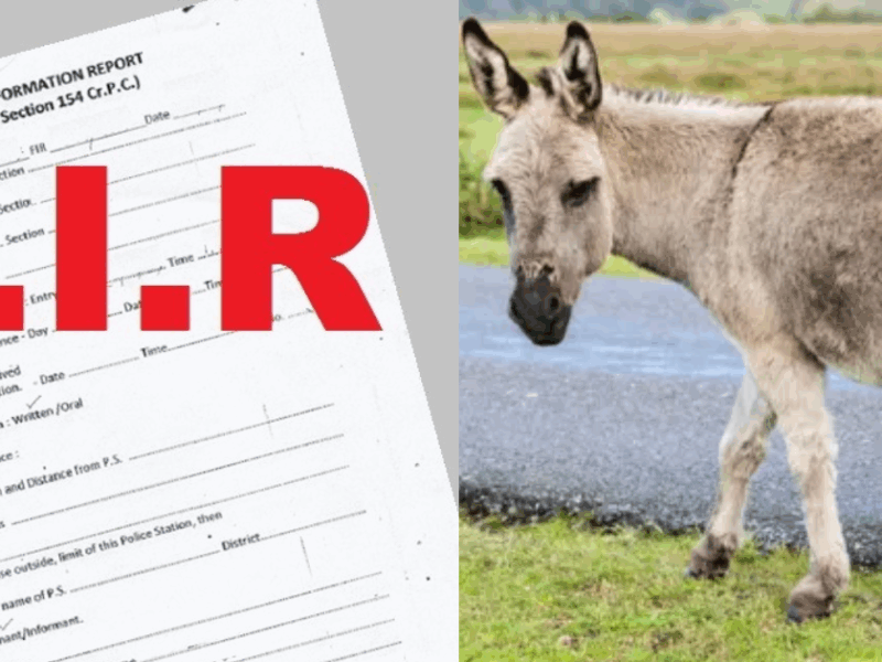 A-Strange-Case-Came-To-Light-From-Bihar-A-Donkey-Died-And-A-Case-Was-Filed-Against-55-People