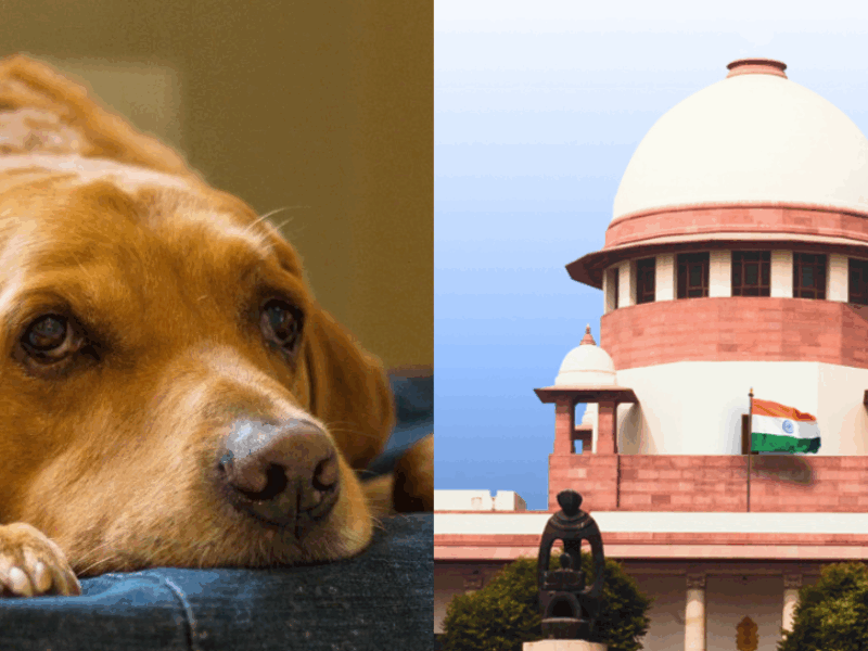Not-Only-Humans-But-Dogs-Will-Also-Get-Life-Imprisonment-For-This-Crime-Government-Has-Given-The-Decision