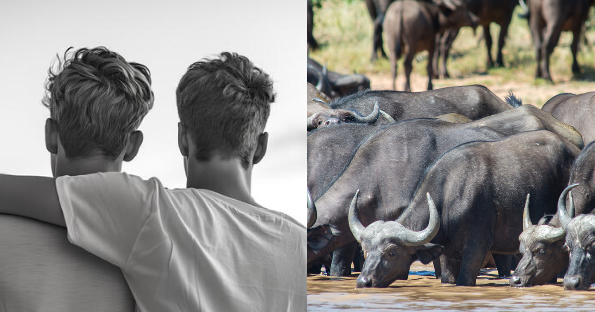 Buffalo Udders Cut By Farmer In Madhya Pradesh